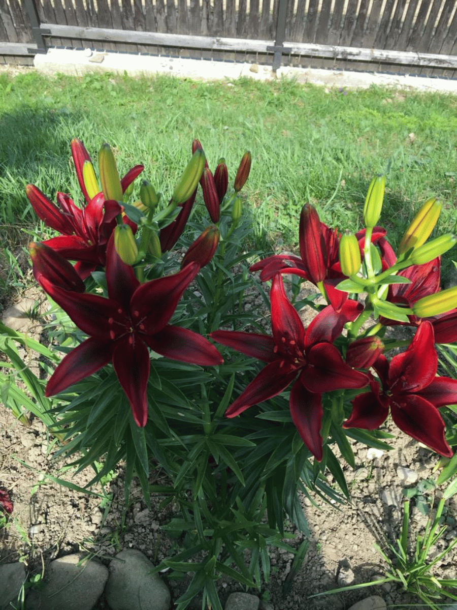 Crini burgundy înfloriți pe stratul de grădină, în soarele de vară la Casa Brădet