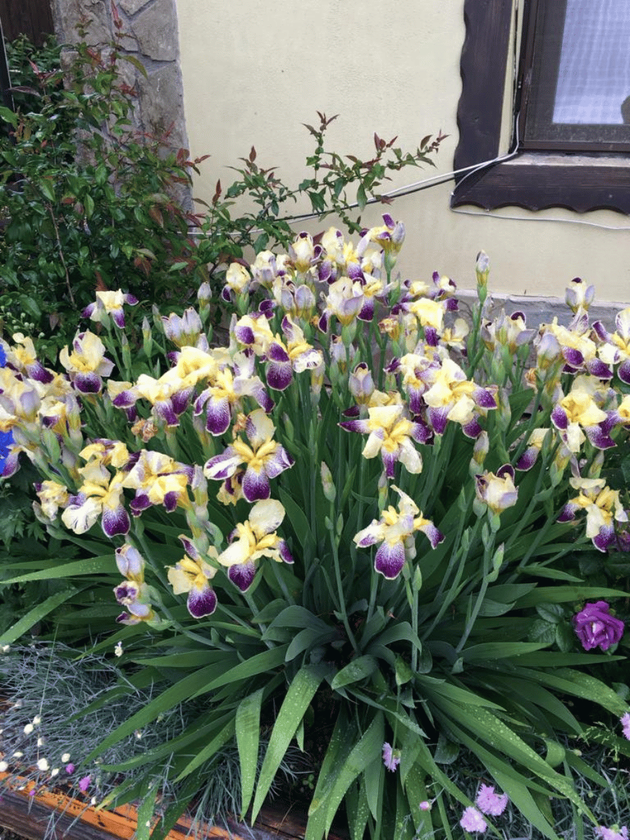 Iris galben-violeți înfloriți lângă peretele și fereastra pensiunii Casa Brădet