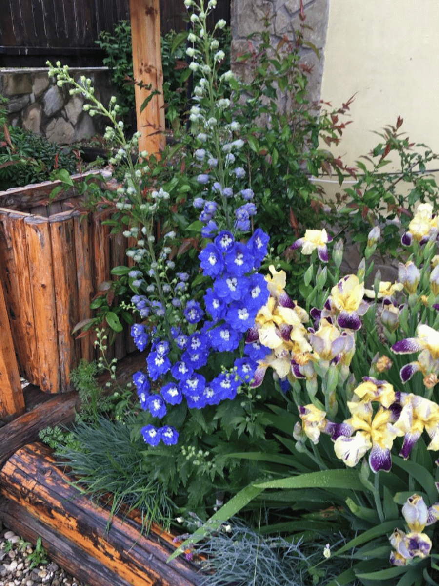 Nemțișori albaștri și irisi galben-violeți în rondul de flori din curte