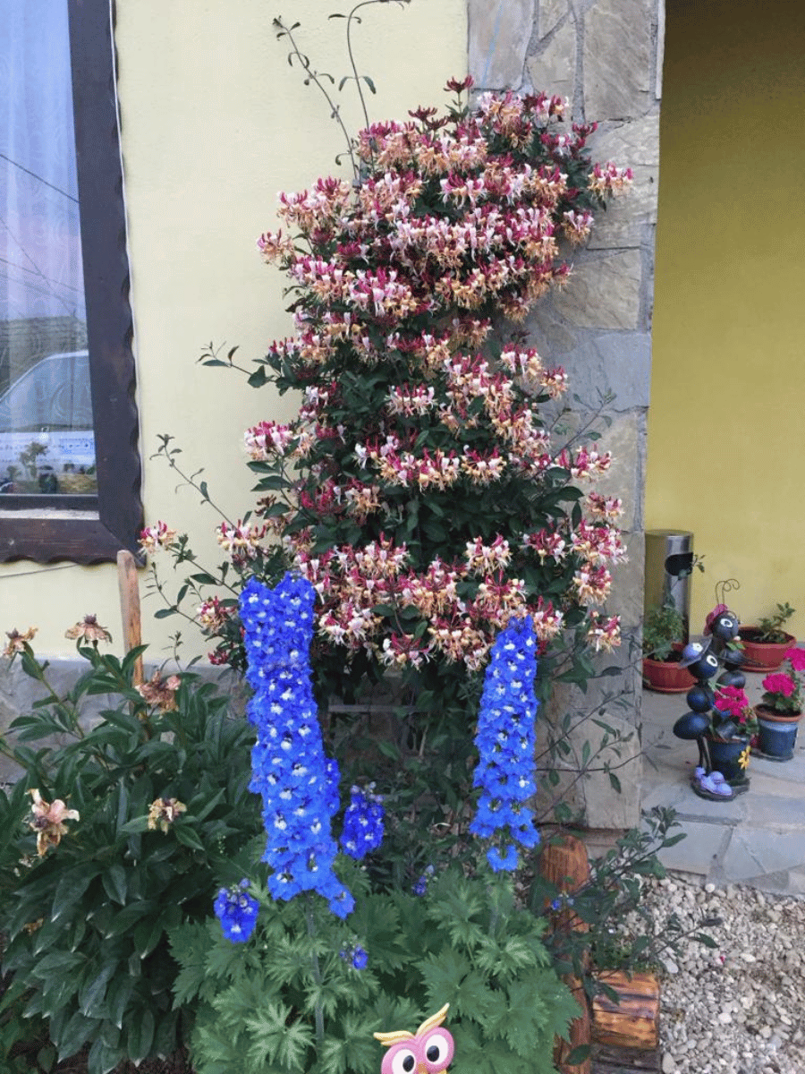 Caprifoi roz-crem și nemțișori albaștri pe peretele galben al casei