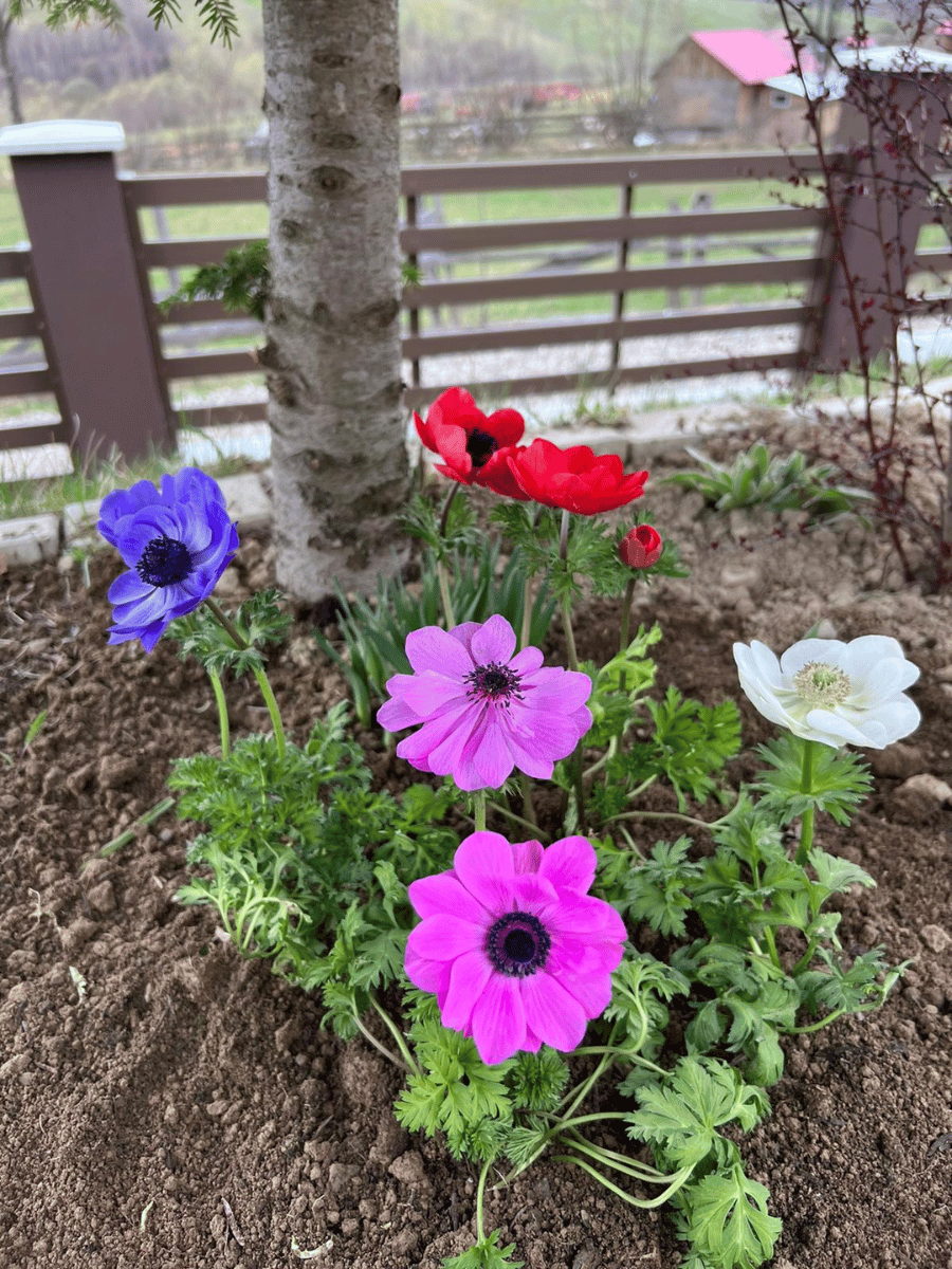 Anemone colorate la baza unui pom, cu dealuri verzi în fundal la Întorsura Buzăului
