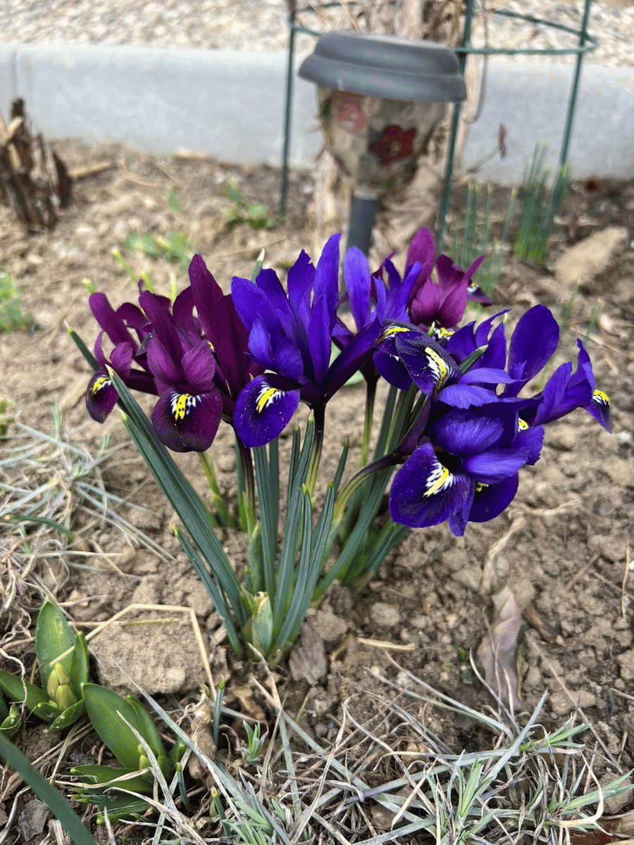 Irisi pitici violet înfloriți pe stratul de primăvară din grădina Casa Brădet