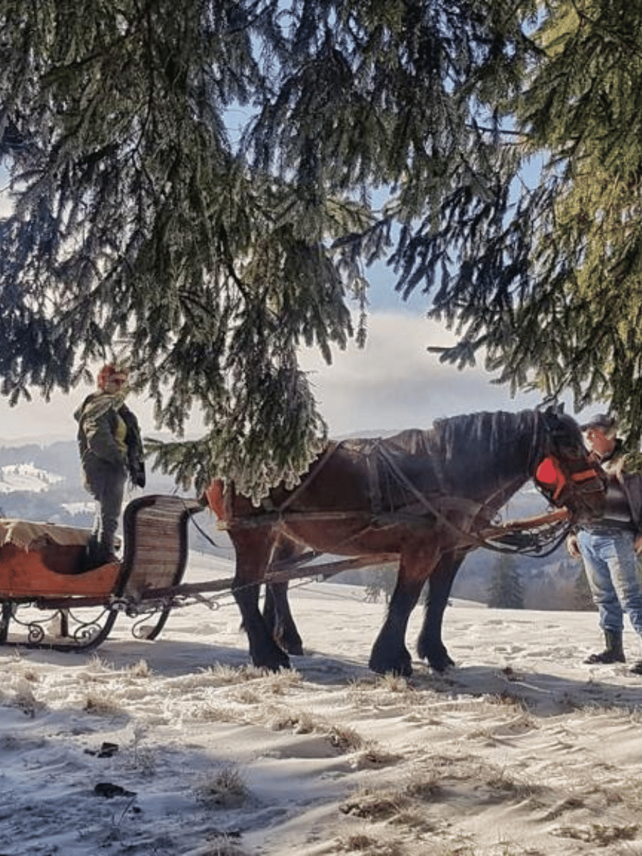 Cal murg înhămat la sanie pe câmpul înzăpezit, Întorsura Buzăului