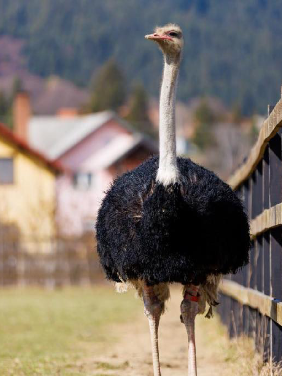 Grădina cu struți Întorsura Buzăului, obiectiv turistic la 3 km de Casa Brădet