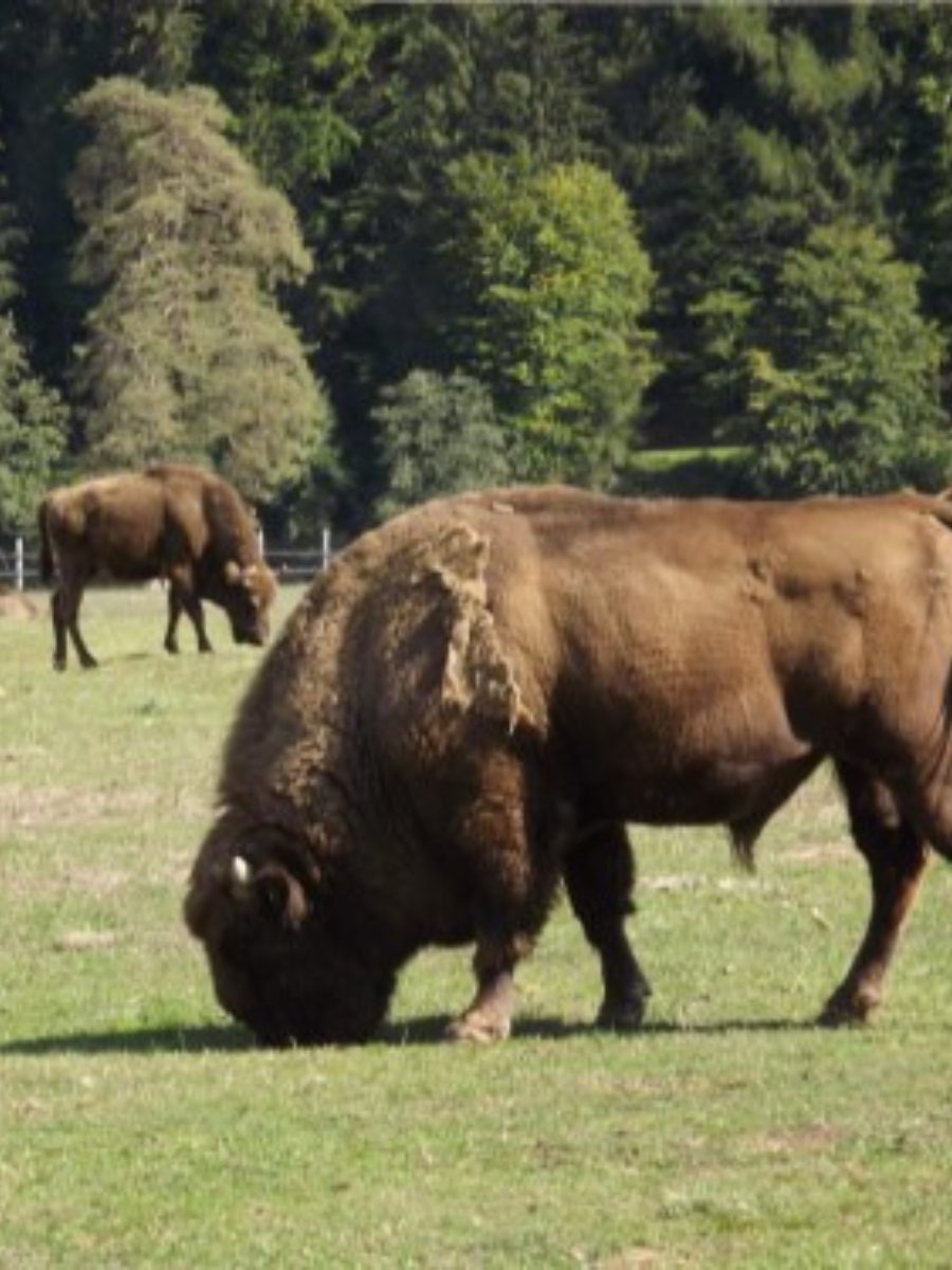 Valea Zimbrilor, obiectiv turistic Întorsura Buzăului